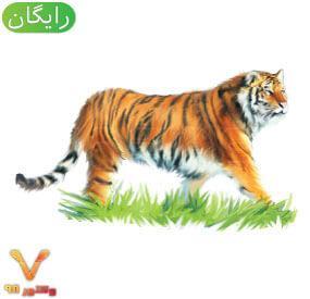 animal-tiger-element