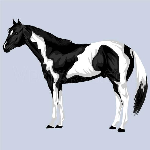 وکتور اسب مشکی و سفید